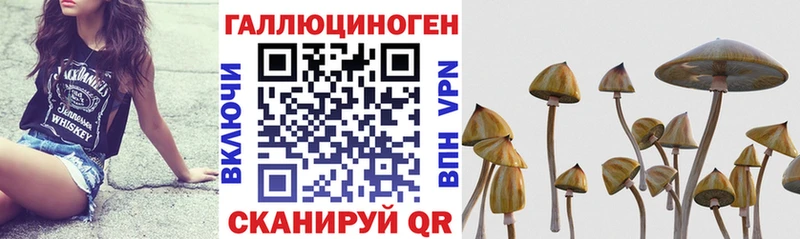Галлюциногенные грибы Psilocybine cubensis  Кущёвская 